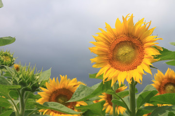 Obraz premium Sunflower field on a cloudy day. Field of sunflowers.