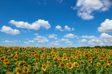 Fototapeta na wymiar sunflower field beautiful summer landscape