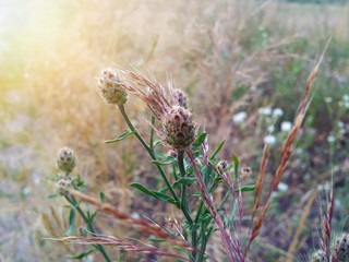 Beautiful wild burdock among summer grass.Beautiful wild burdock among summer grass