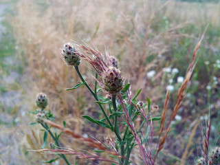 Beautiful wild burdock among summer grass.Beautiful wild burdock among summer grass