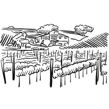 Californian Vineyard with Hills and House