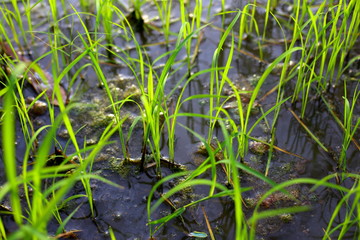 Obraz premium rice plant, green field rice