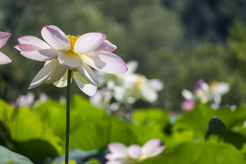 fiori di loto