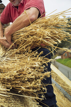 Close up of a thatcher on a roof, holding a yelm of straw.