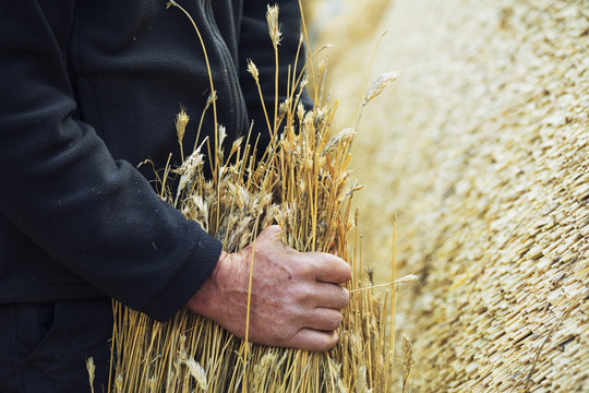 Close up of a thatcher holding a yelm of straw.