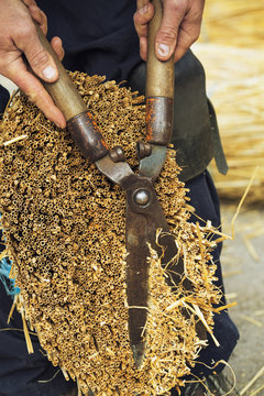 Close up of a thatcher cutting a yelm of straw with a pair of shears.