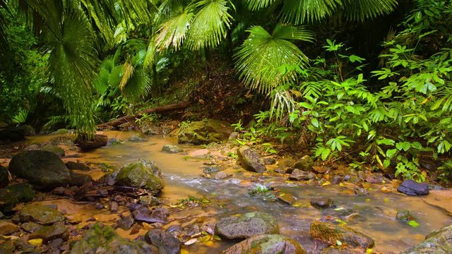 Stream in the wet rainforest. Video UltraHD with natural sound
