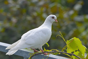 white pigeon in the garden