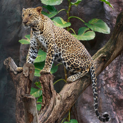 Leopard on a branch.