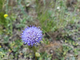 Beautiful wild purple flower and green grass/Beautiful wild purple flower and green grass
