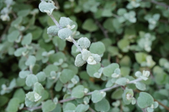 Green foliage of Ballota Acetabulosa plant