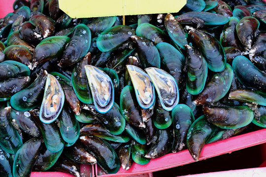 Asian green mussel