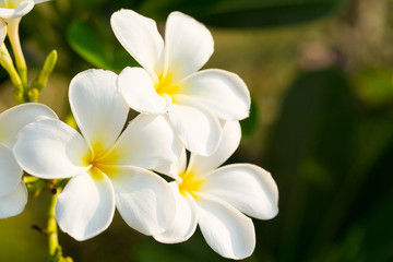 Fototapeta na wymiar Frangipani flower bloom in the morning 