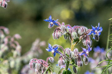 Borretsch Pflanze im eigenen Garten