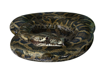 3D Rendering Burmese Python on White