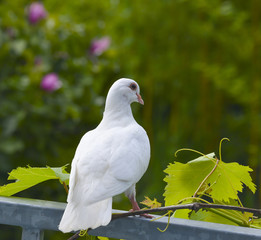 Fototapeta premium white pigeon in the garden