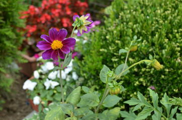 Close-up of a violet dahlia and other summer garden flowers in backyard