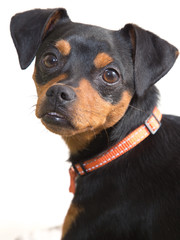 Obraz premium Black pincher dog on white background 