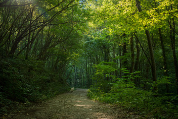 Obraz premium Fantasy landscape with a green tunnel of illuminated trees on a forest path