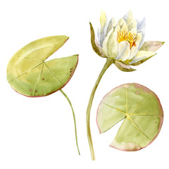 Watercolor lotus flower