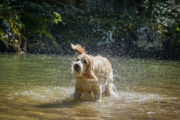 Golden Retriever shaking off water