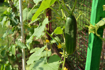 Obraz premium Closeup of a fresh cucumber growing in a private garden