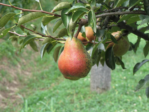 Red pears hanging on the tree . Tuscany, Italy