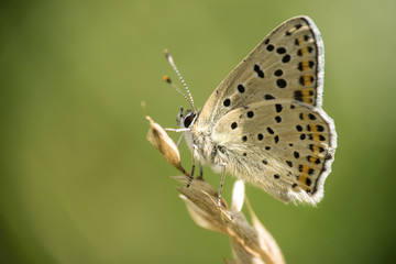Naklejka na ściany i meble Brauner Feuerfalter, Männchen - Schmetterling auf einer Blüte im Wuhletal, Juli 2016 - Lycaena tityrus