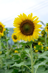Fototapeta premium Sunflower