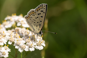 Obraz na płótnie Canvas Brauner Feuerfalter, Männchen - Schmetterling auf einer Blüte im Wuhletal, Juli 2016 - Lycaena tityrus