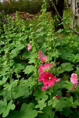 Hollyhocks