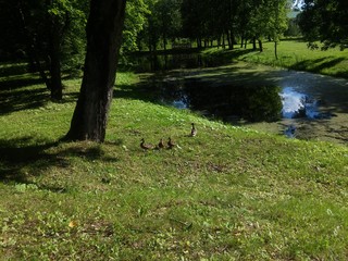 Duck with her childreen