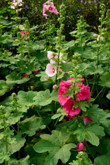 Hollyhocks