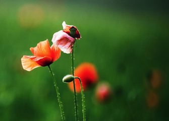 Wild poppy, blurred grass