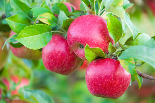 Honey Crisp Apples