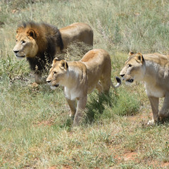 Pride of lions, Africa