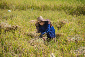 farmers harvesting rice in rice field in Thailand. Smiling woman farmer.