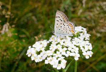 Bläuling auf Schafgarbe