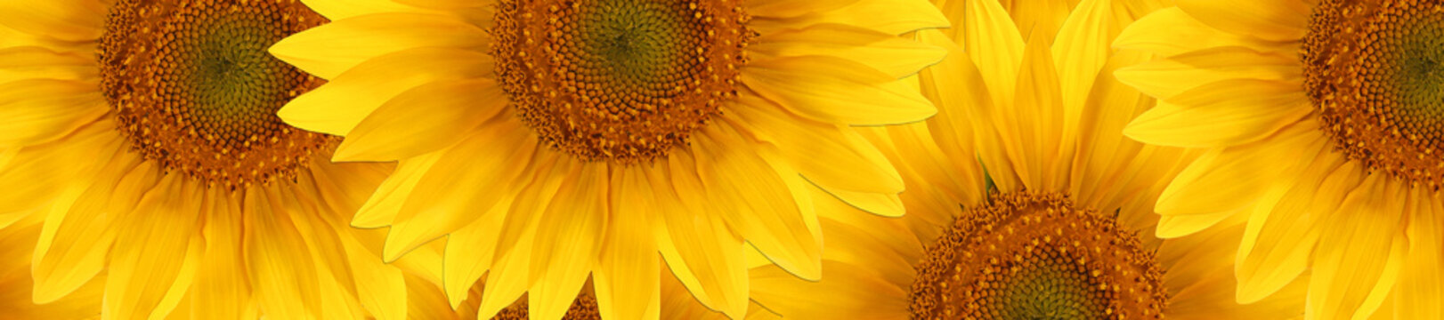  sunflower  summertime