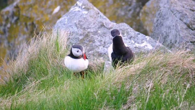 Puffin / Puffins are any of three small species of alcids in the bird genus Fratercula with a brightly coloured beak during the breeding season.