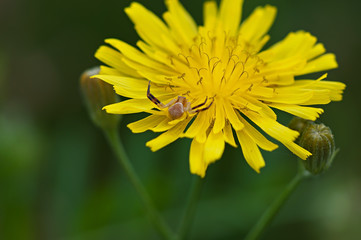 Spider on yellow flower field, flora and fauna.