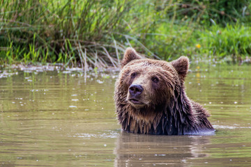 badender Braunbär