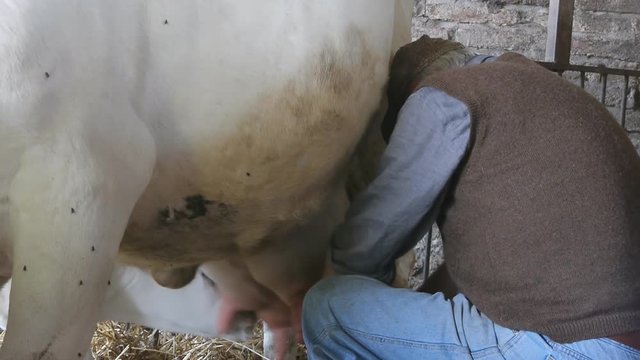 farmer milking cow manually in the stable while a calf feeds