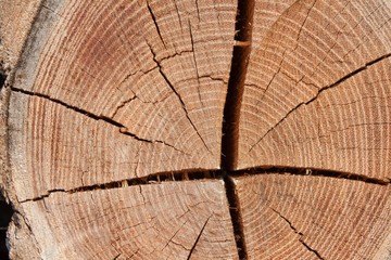 Fototapeta premium Wood circle texture slice background. Tree rings. 