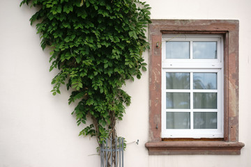 Fototapeta na wymiar Nostalgisches Fenster / Das nostalgische Holzfenster eines denkmalgeschützten Hauses mit einem zusammengebundenen Busch.