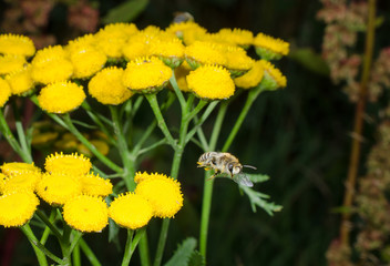 winzige wilde Biene im Flug (blühender Rainfarn)