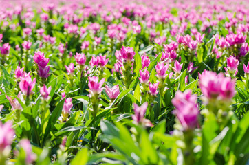 Siam tulips