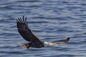 A mature Bald Eagle with a fresh catch.