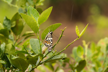 Beautiful butterfly