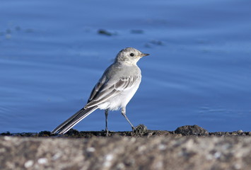 White wagtail close up